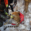 Из худенького котенка тигр вырос в настоящего таежного красавца — newsvl.ru