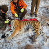 Если выяснится, что тигр болен, его будут лечить — newsvl.ru