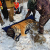 После того, как тигр засыпает прямо на снегу, около десятка берут у него кровь, шерсть, кал на анализы — newsvl.ru