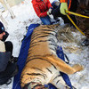 Тигры прекрасно упитаны и достигли размеров, свойственных их возрасту — newsvl.ru
