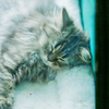 Некоторые котята спокойно спали, не обращая внимания на суету вокруг — newsvl.ru