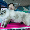Котёнок с дальневосточным именем Амба — newsvl.ru