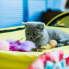 Котёнок британской породы — newsvl.ru