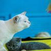 Британская кошка редкого окраса — newsvl.ru