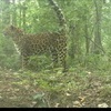 Дальневосточный леопард "метит" территорию — newsvl.ru