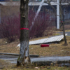 Деревья тоже пойдут под снос — newsvl.ru