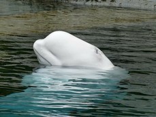 Узники «китовой тюрьмы» в Приморье находятся на грани гибели