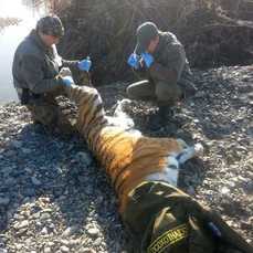 Спасти найденного в Хабаровском крае больного тигра не удалось