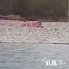 Тигр, найденный у реки в Приморье, скончался из-за инфекции