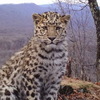 Селфи котят и любовные послания леопардов попали в фотоловушку нацпарка в Приморье (ФОТО; ВИДЕО)