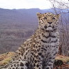 Котенок дальневосточного леопарда — newsvl.ru