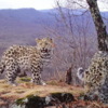 Котята дальневосточного леопарда — newsvl.ru