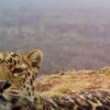 Самка дальневосточного леопарда Leo 39F — newsvl.ru
