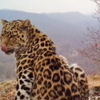 Самка дальневосточного леопарда Leo 39F — newsvl.ru