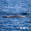 Ларги приплыли — пятнистые тюлени вновь облюбовали акваторию Владивостока