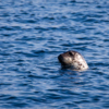 Пятнистые тюлени отличаются плохим зрением, но очень чувствительным нюхом — newsvl.ru