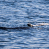 Большую часть дня млекопитающие проводят в воде   — newsvl.ru