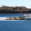 Косатки могут замерзнуть в бухте Средней, которую сковал лед — Greenpeace (ФОТО)