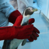 Восемь пингвинов Гумбольдта из Словакии поселились в Приморском океанариуме — newsvl.ru