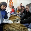 Осмотр Тихона, фото – Центр «Амурский тигр» — newsvl.ru