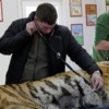 Осмотр Тихона, фото – Центр «Амурский тигр» — newsvl.ru