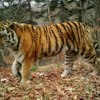 Тигр Тихон, снимок фотоловушки «Земли леопарда» — newsvl.ru