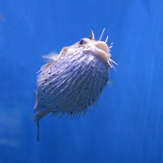 Ядовитые рыбы-ежи из Приморского океанариума поселились в отдельном аквариуме 