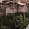 Житель Владивостока оборудовал ферму по выращиванию конопли в арендованном доме
