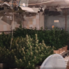 Житель Владивостока оборудовал ферму по выращиванию конопли в арендованном доме — newsvl.ru