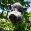 В Приморье из-за новой вспышки ящура уничтожат 22 500 свиней