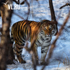 Решение о переселении тигра Амура будет принимать Московский зоопарк