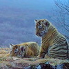 Сразу четыре тигренка попали в объектив фотоловушки на «Земле леопарда» (ВИДЕО)