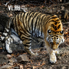 Тигрицу Тайгу забрали из Приморского сафари-парка, чтобы отправить в Казахстан