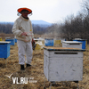 Новую высокопродуктивную и морозостойкую породу пчел вывели в Приморье