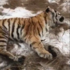 Мертвого тигра из Хабаровского края привезут на экспертизу в Приморье