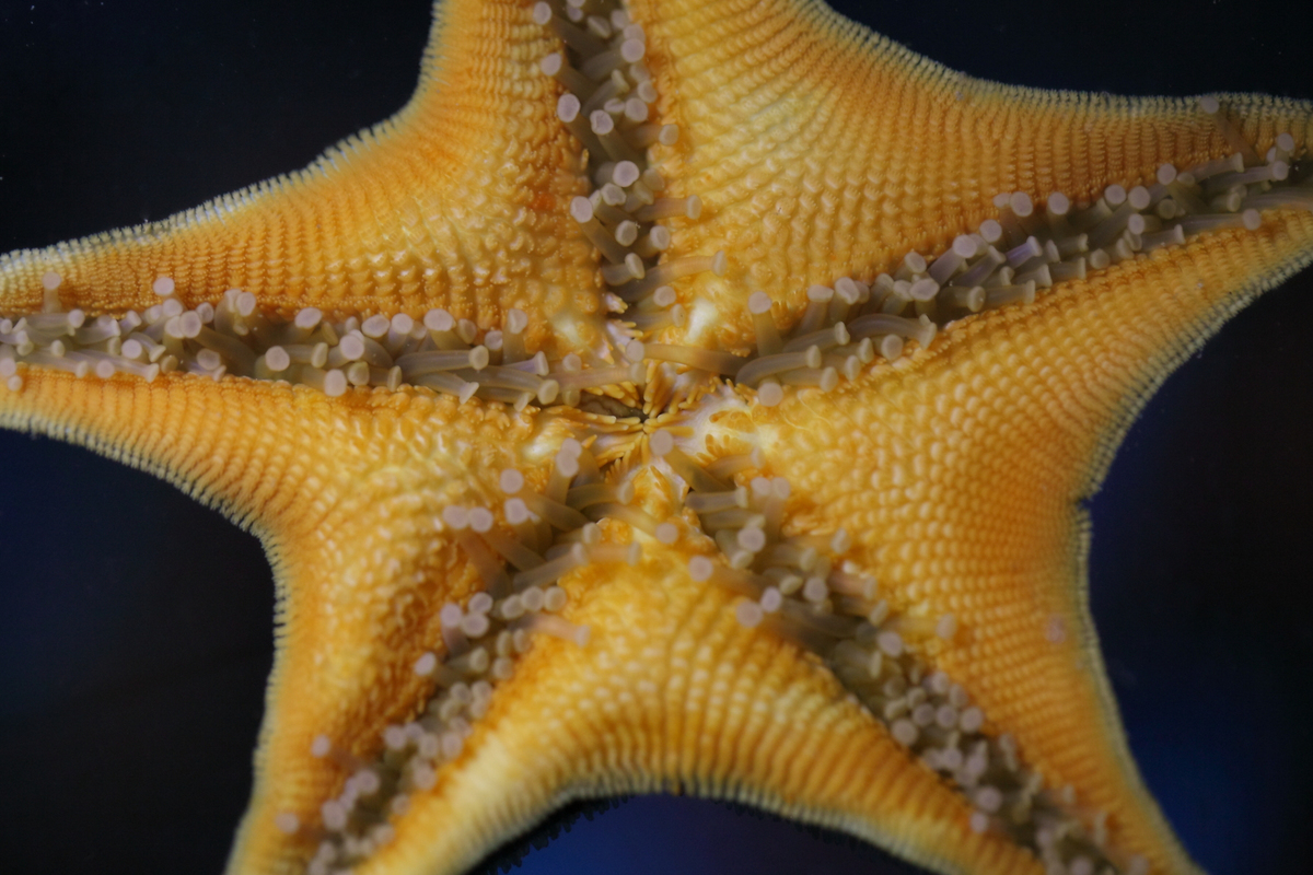 Морской еж звезда. Патирия гребешковая. Морская звезда. Морская звезда высушенная. Морские звезды и морские Ежи.