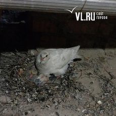 Голуби, крысы, тараканы: что скрывают системы вентиляции в домах Владивостока 