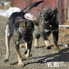 Житель Владивостока натравил собаку на сотрудника полиции
