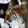 В WWF спрогнозировали выход голодных хищников в населенные пункты Приморья — в центре «Амурский тигр» информацию опровергли