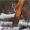 Приморцы встретили амурского тигра в лесу (ВИДЕО)