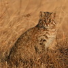Дальневосточные лесные коты стали героями профессиональной фотосессии на «Земле леопарда» (ФОТО)