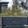 Хвойные, всю бесснежную зиму пылившиеся в центре города, наконец засыпало — newsvl.ru