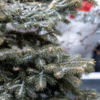 Один из зимних символов России - заснеженная елочка... — newsvl.ru