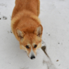 Даже животные с недоумением смотрят на неожиданно выпавший в конце зимы снег — newsvl.ru