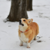 Даже животные с недоумением смотрят на неожиданно выпавший в конце зимы снег — newsvl.ru
