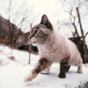 Ни один снежный фоторепортаж не должен обходиться без подборки котиков — newsvl.ru