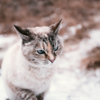 Ни один снежный фоторепортаж не должен обходиться без подборки котиков — newsvl.ru