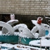 "Лебеди" в снегу — newsvl.ru