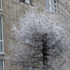 Голые деревья стали наряднее — newsvl.ru