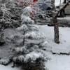 Снег хоть и быстро растаял, успел порадовать красивыми пейзажами — newsvl.ru